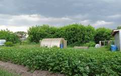 Какие удобрения добавлять в лунку при посадке картофеля?