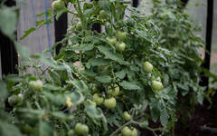 Как вырастить крепкую рассаду помидоров?